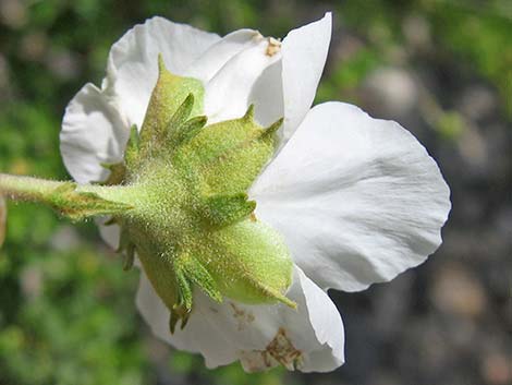 Apache Plume (Fallugia paradoxa)