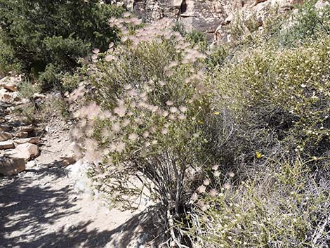 Apache Plume (Fallugia paradoxa)