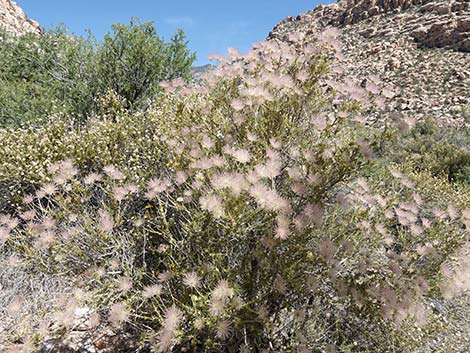 Apache Plume (Fallugia paradoxa)