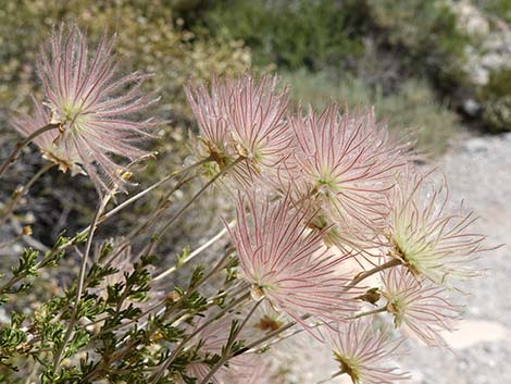 Apache Plume (Fallugia paradoxa)