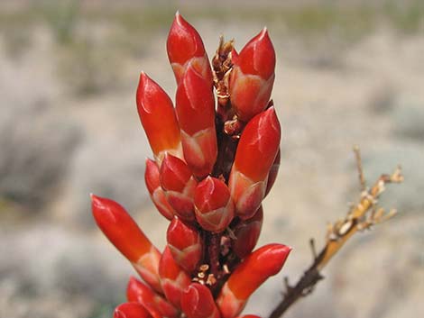 Ocotillo (Fouquieria splendens)