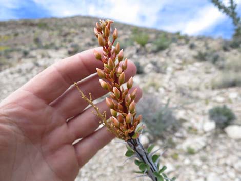 Ocotillo (Fouquieria splendens)