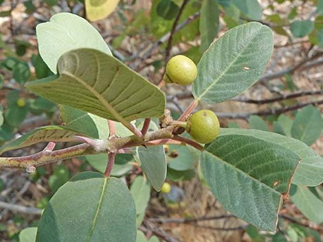 California Coffeeberry (Frangula californica)