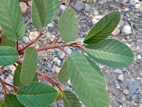 California Coffeeberry (Frangula californica)