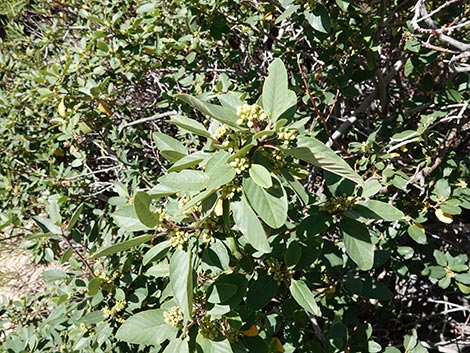 California Coffeeberry (Frangula californica)