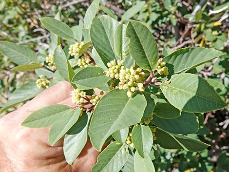 California Coffeeberry (Frangula californica)