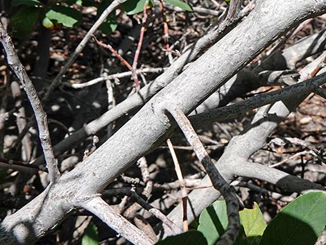 California Coffeeberry (Frangula californica)