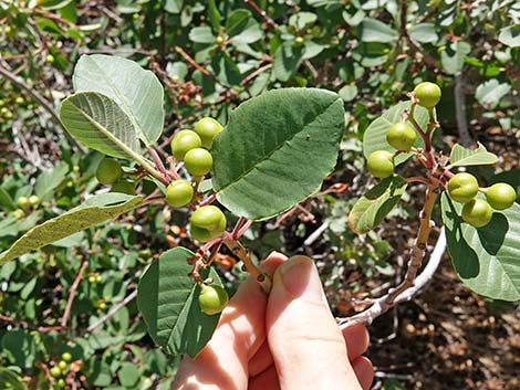 California Coffeeberry (Frangula californica)