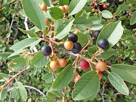 California Coffeeberry (Frangula californica)