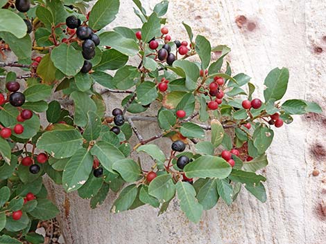 California Coffeeberry (Frangula californica)