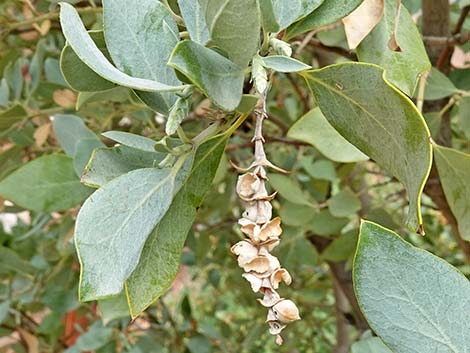 Ashy Silktassel (Garrya flavescens)