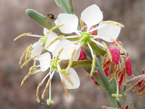 Scarlet Gaura (Gaura coccinea)