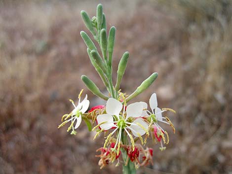 Scarlet Gaura (Gaura coccinea)