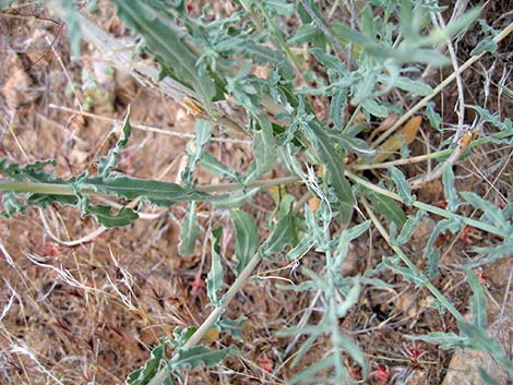 Scarlet Gaura (Gaura coccinea)