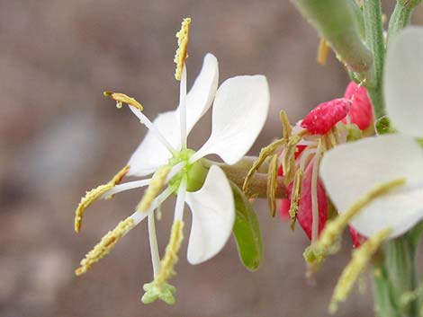 Scarlet Gaura (Gaura coccinea)