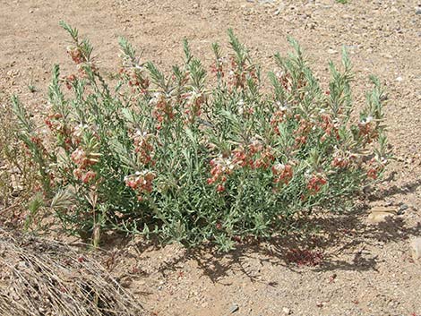 Scarlet Gaura (Gaura coccinea)