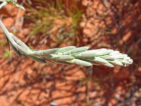 Scarlet Gaura (Gaura coccinea)