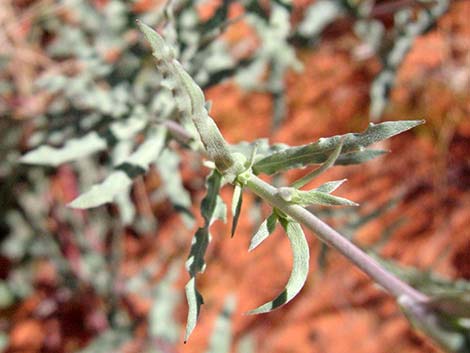 Scarlet Gaura (Gaura coccinea)