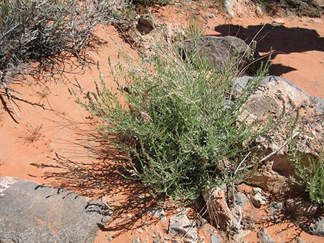 Scarlet Gaura (Gaura coccinea)