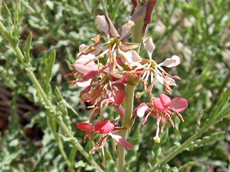 Scarlet Gaura (Gaura coccinea)