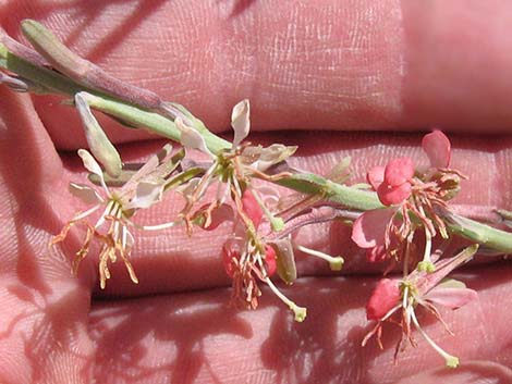 Scarlet Gaura (Gaura coccinea)