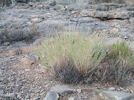 Scarlet Gaura (Gaura coccinea)