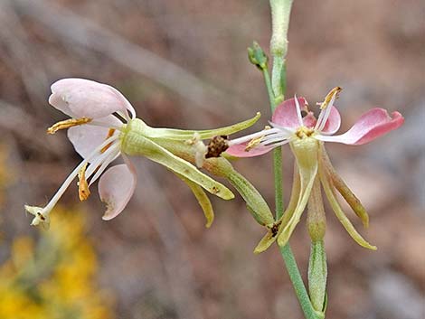 Scarlet Beeblossom (Oenothera suffrutescens)