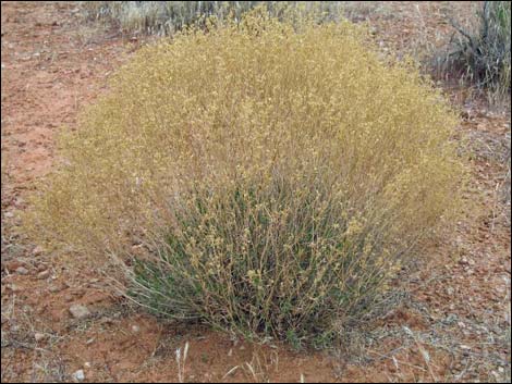 Broom Snakeweed (Gutierrezia sarothrae)