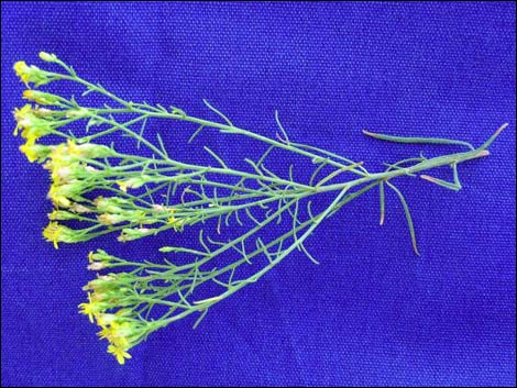 Broom Snakeweed (Gutierrezia sarothrae)