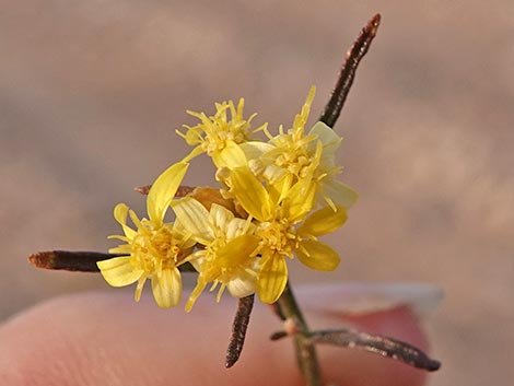 Broom Snakeweed (Gutierrezia sarothrae)