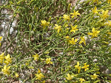 Broom Snakeweed (Gutierrezia sarothrae)