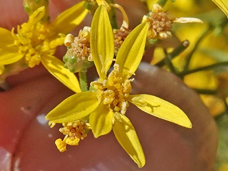 Broom Snakeweed (Gutierrezia sarothrae)