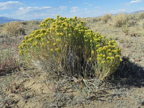 Broom Snakeweed (Gutierrezia sarothrae)