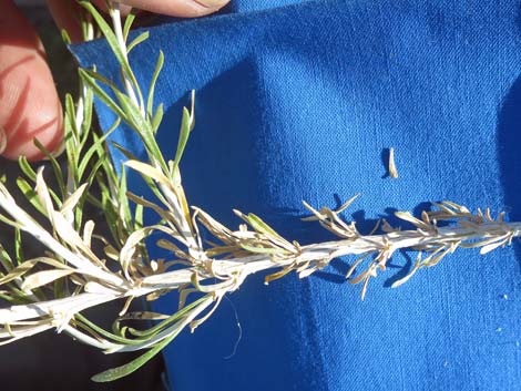 Broom Snakeweed (Gutierrezia sarothrae)