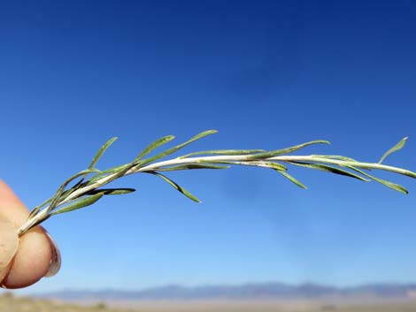 Broom Snakeweed (Gutierrezia sarothrae)