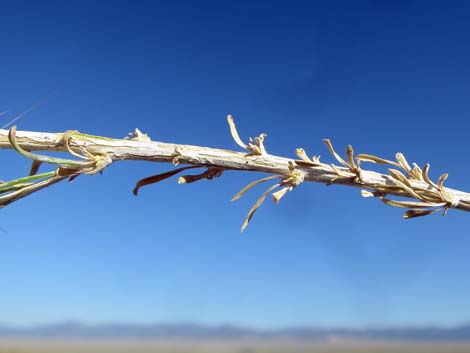 Broom Snakeweed (Gutierrezia sarothrae)