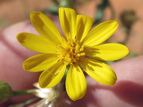 Hairy False Goldenaster (Heterotheca cinerascens)