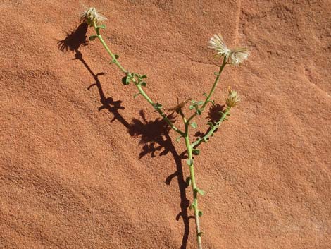 Hairy False Goldenaster (Heterotheca cinerascens)