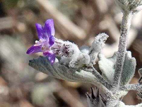 Desert Lavender (Hyptis emoryi)