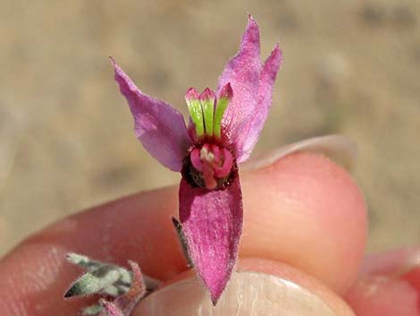 White Ratany (Krameria grayi)