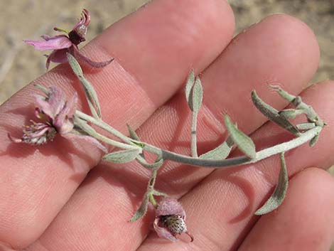 White Ratany (Krameria grayi)