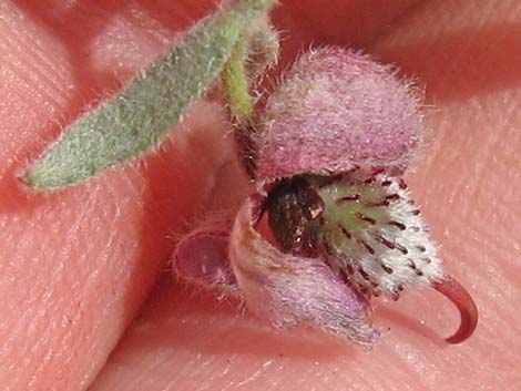 White Ratany (Krameria grayi)