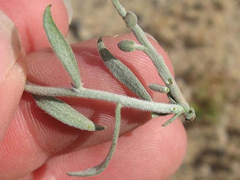 White Ratany (Krameria grayi)