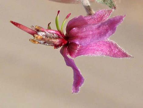 White Ratany (Krameria grayi)