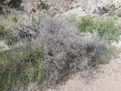 White Ratany (Krameria grayi)