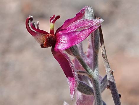 White Ratany (Krameria grayi)