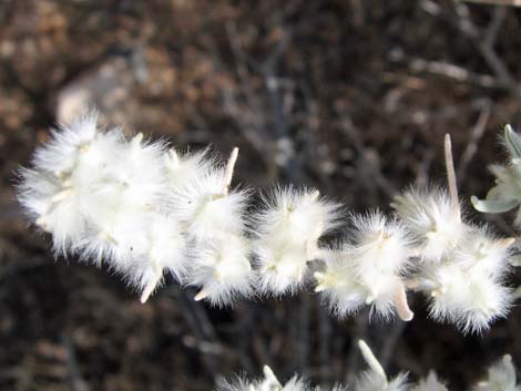 Winterfat (Krascheninnikovia lanata)