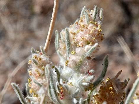 Winterfat (Krascheninnikovia lanata)