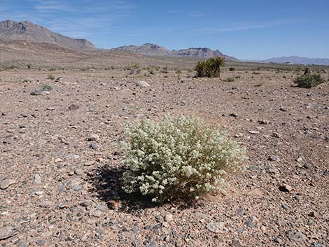 Desert Peppergrass (Lepidium fremontii)