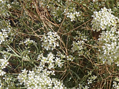 Desert Peppergrass (Lepidium fremontii)